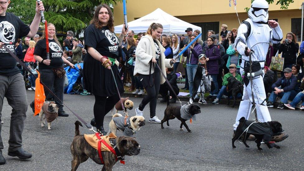 Group of pugs