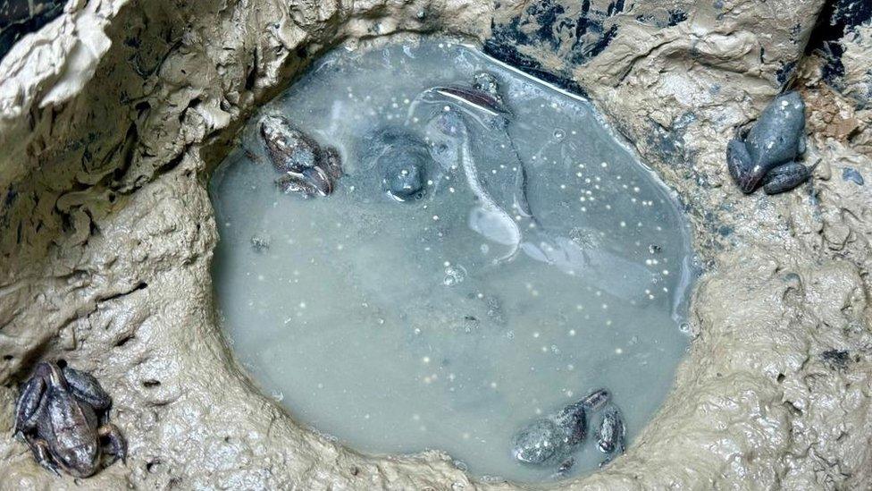 Undated handout photo issued by London Zoo of mountain chicken froglets at London Zoo.