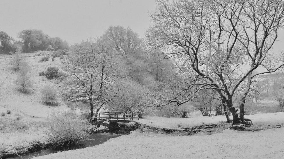 Snow at Dingle Nature Reserve