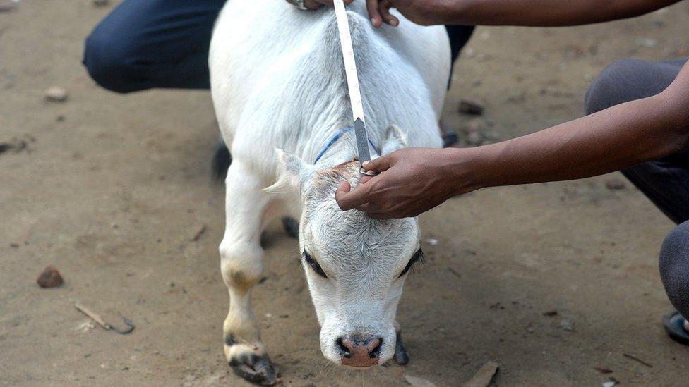 Men measuring Rani with tape