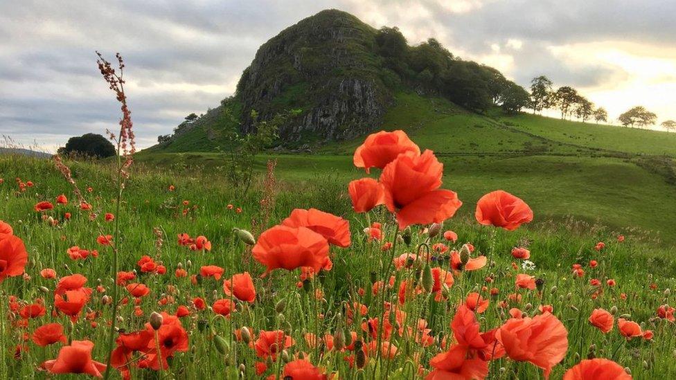 Kay McMeekin says a blink of evening sun highlights the petals at Loudoun Hill.