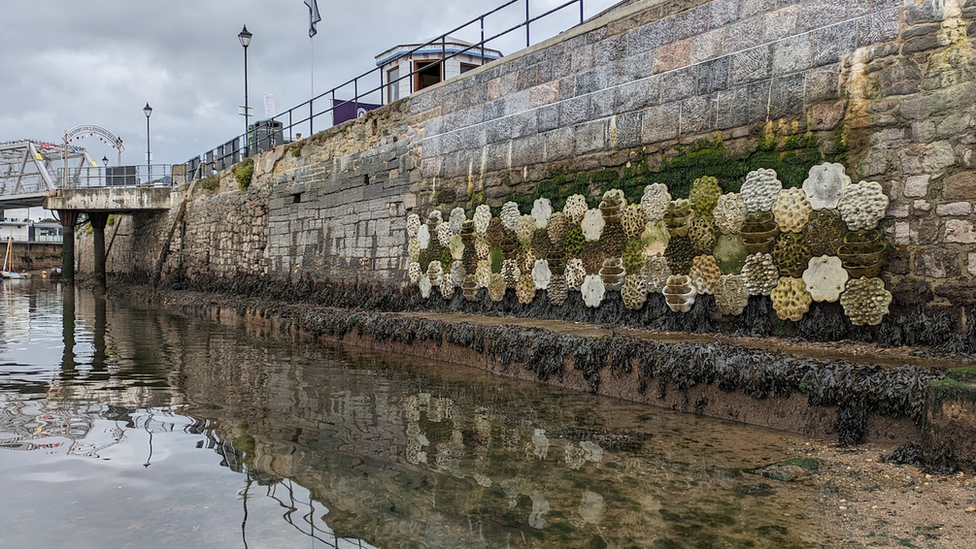 The living sea wall in Plymouth