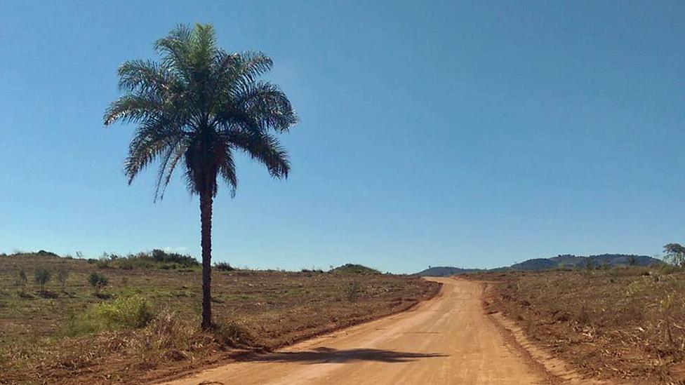 Palm tree by side of dusty road