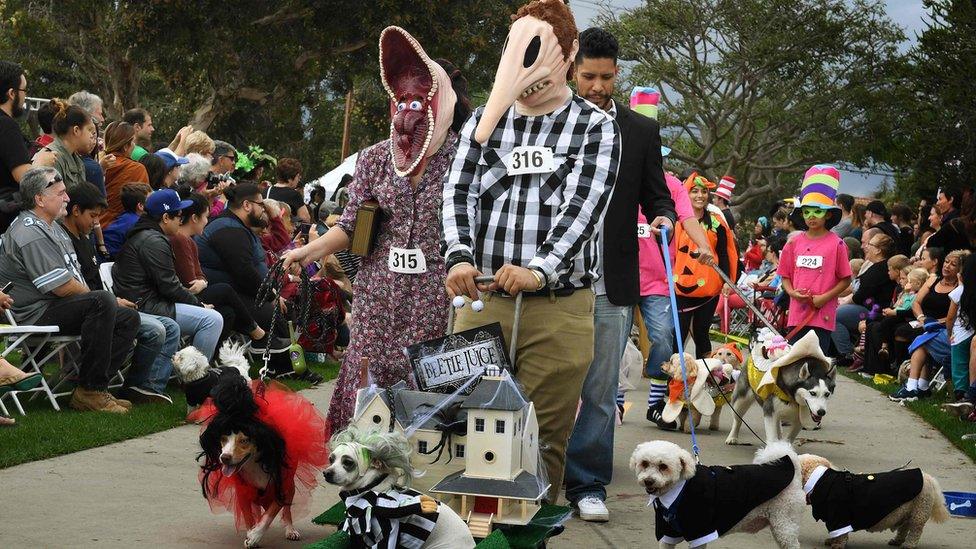 Dog dressed in costume