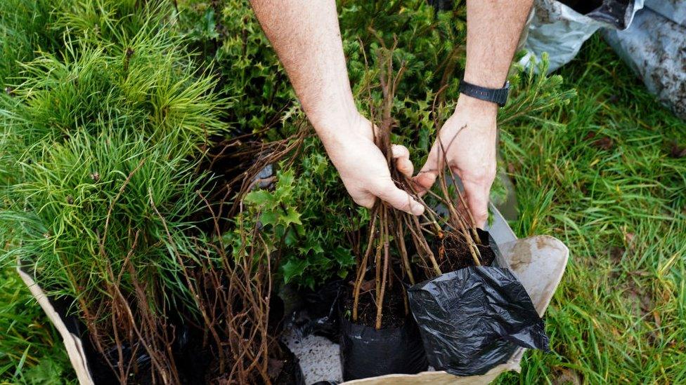 Tree planting in the UK