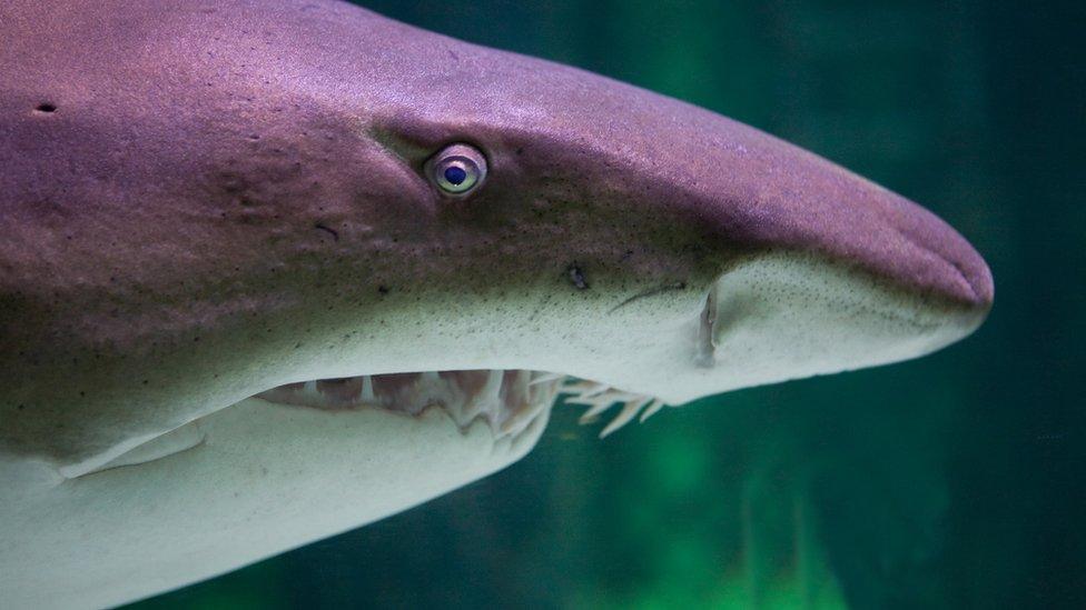 Sand tiger shark