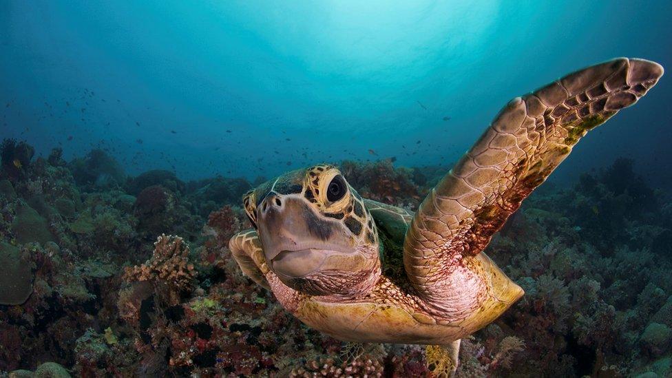 Sea turtle swims in the ocean near the Philippines