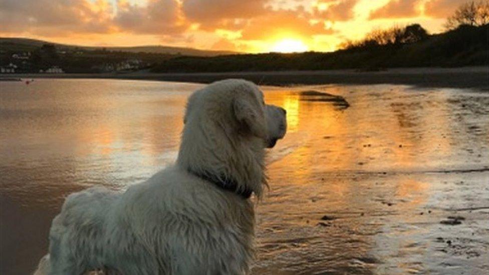 Golden retriever looking at beach sunset