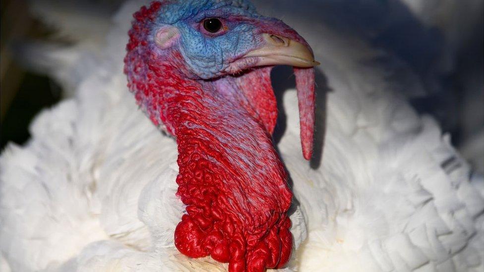 Butter-the-turkey.