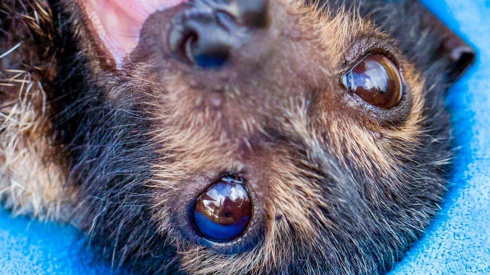 A young bat rescued by volunteers during the heat wave