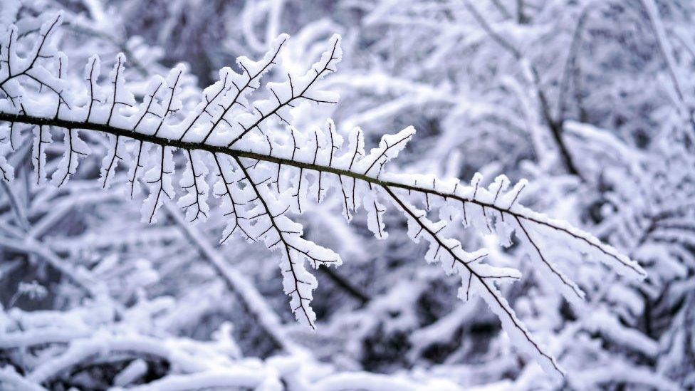 Snow fall balances on a tree branch