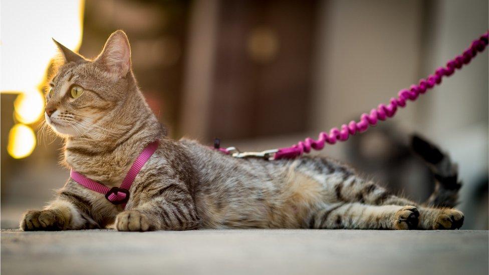 cat on a leash outdoors