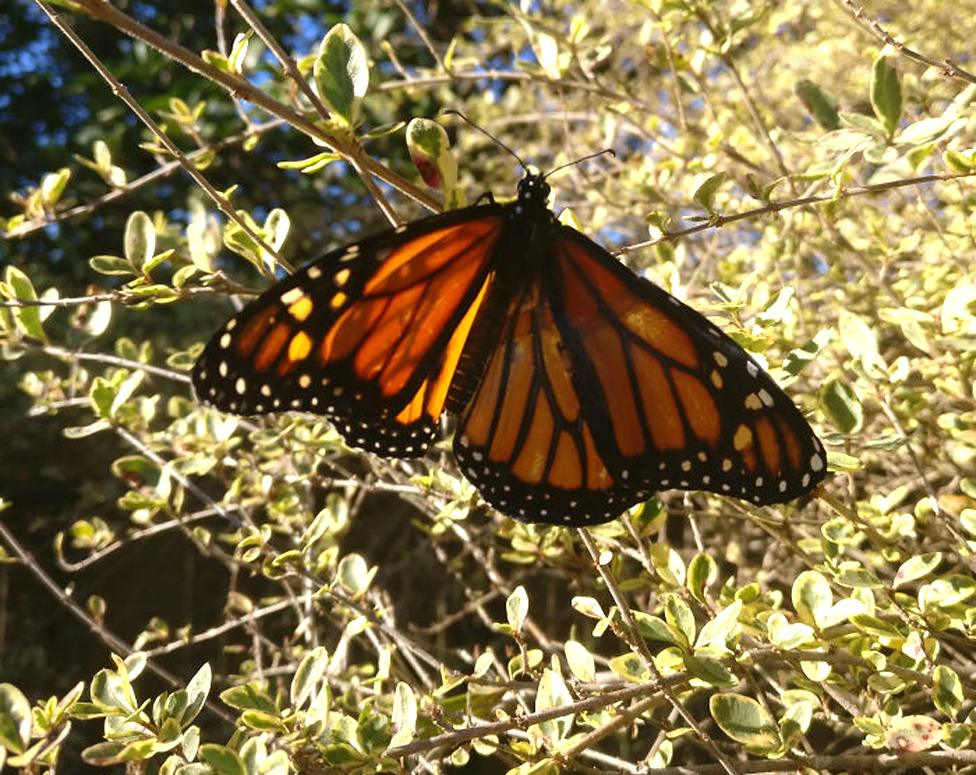 Butterfly with fixed wing on a bush