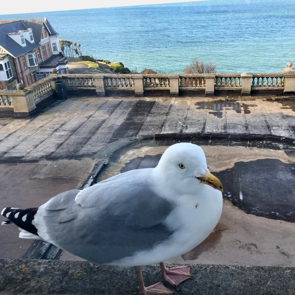 seagull