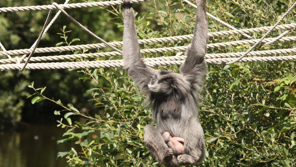 Baby silvery gibbon with mother