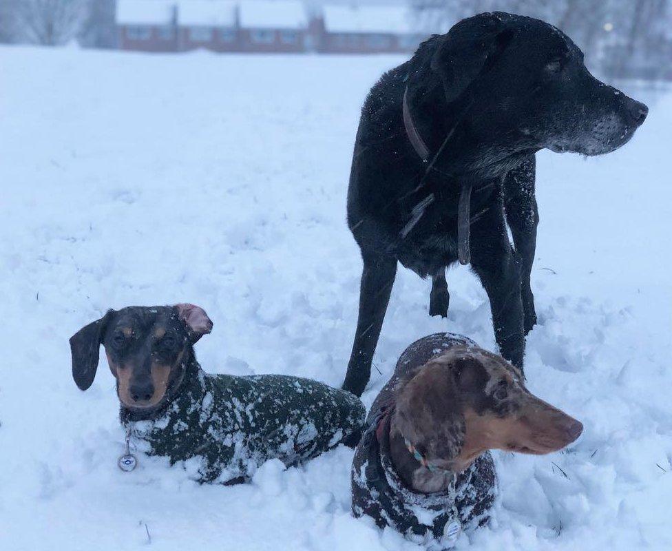 Labrador Murphy and two dachshunds Cooper (left) and Bentley (right) in West Berkshire.