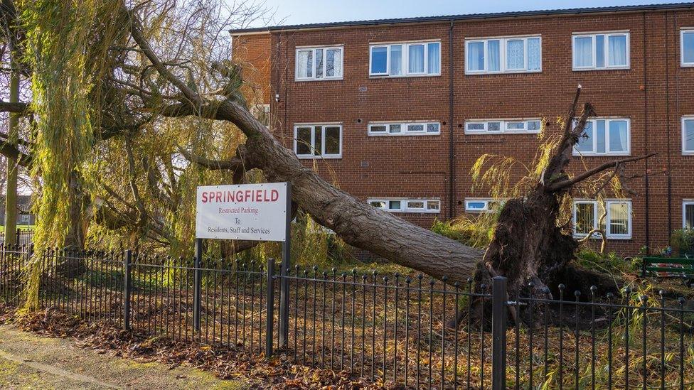 Fallen tree outside homes in Wrexham