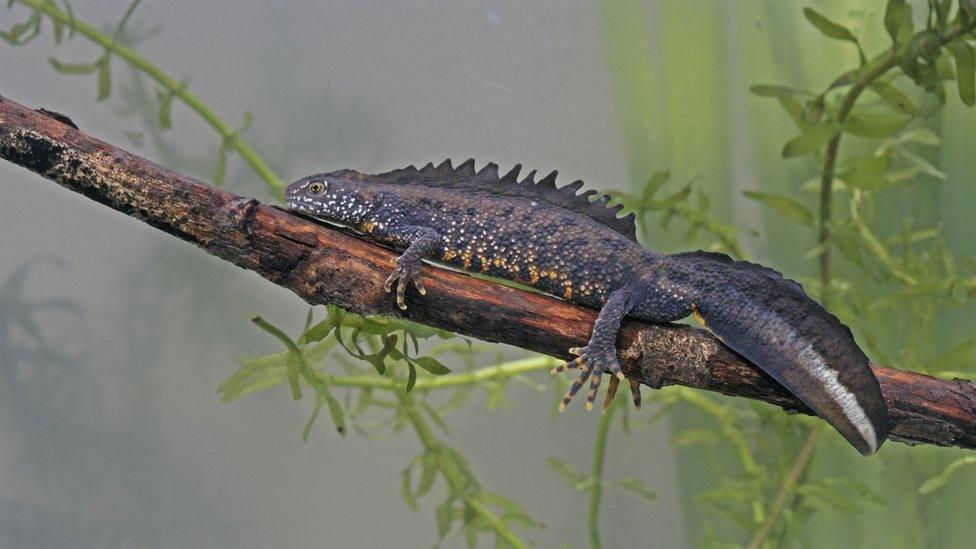 reat crested newt on a branch