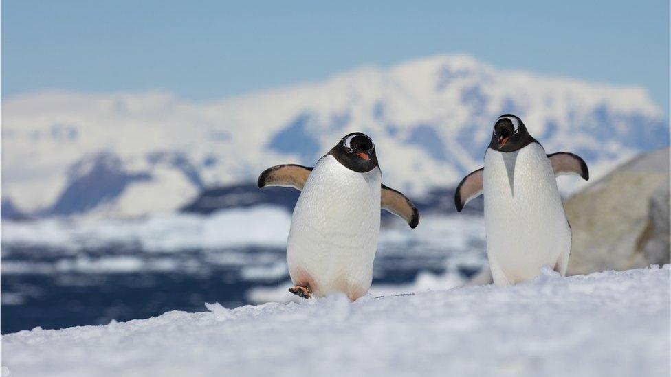 two-gentoo-penguins-on-the-ice