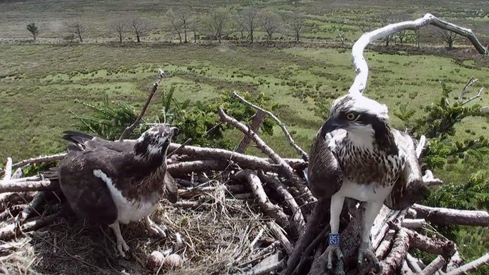 Ospreys in a nest