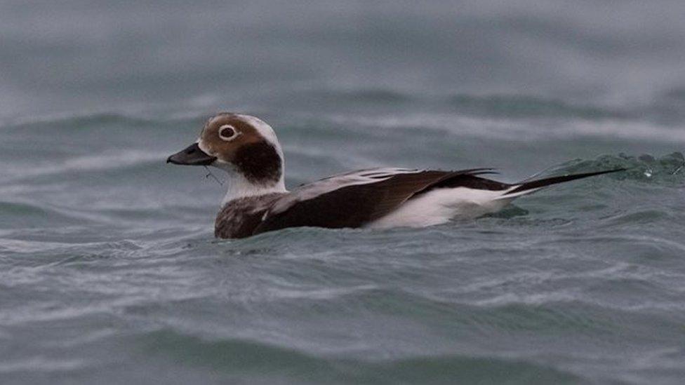 Long-tailed Duck