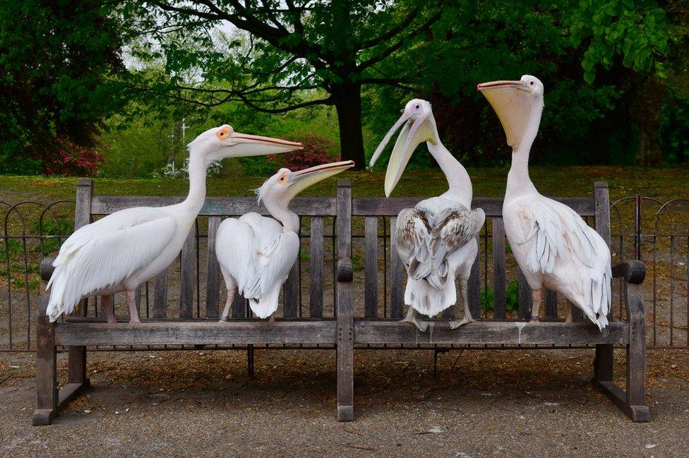 Four pelicans on a bench in St James's Park