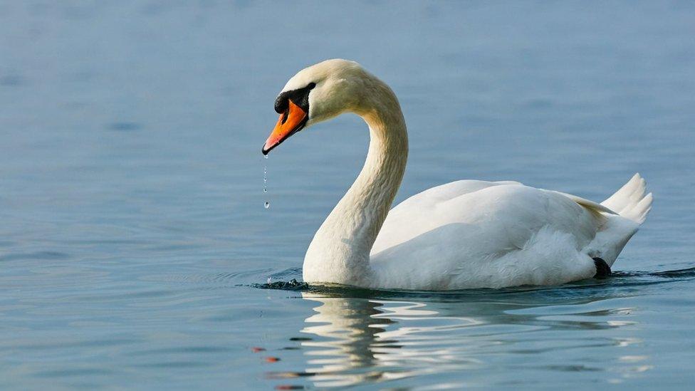 Swan on water