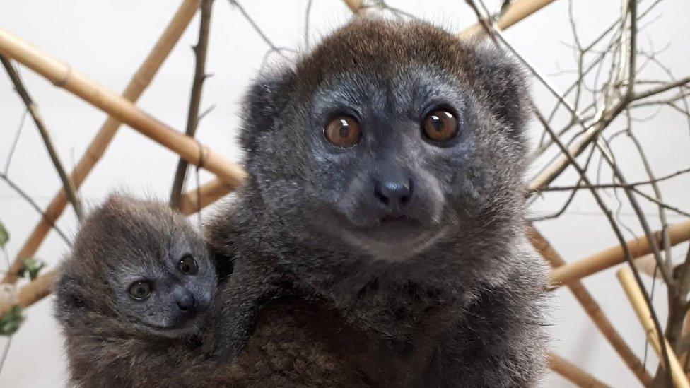 Alaotran Gentle Lemurs