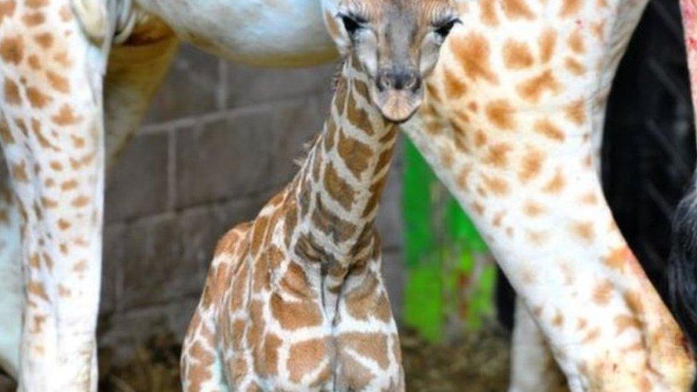 A baby Rothschild's giraffe called Ballyronan was born at the zoo during lockdown