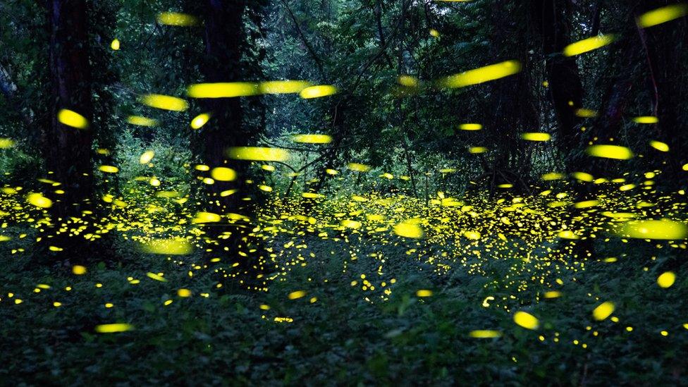 Hundreds of glow-worms in the woods