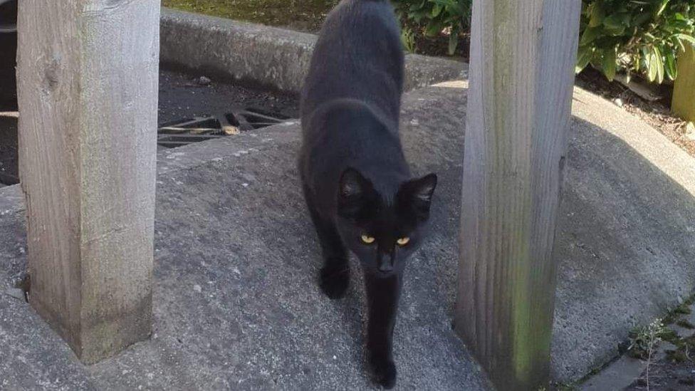 Black cat walking downhill, facing the camera