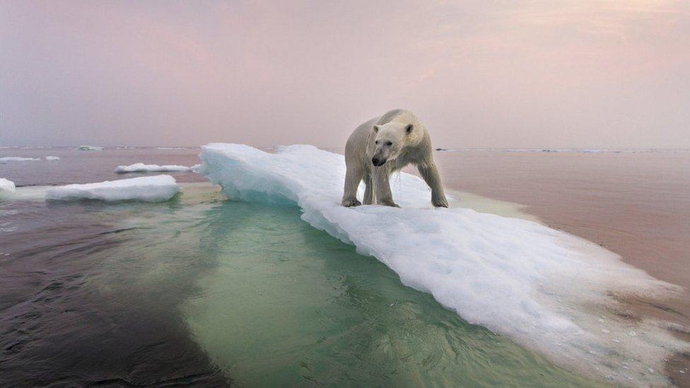 Polar bear in the Arctic