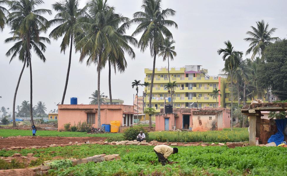 Farmers working their fields in a neighbourhood in eastern Bangalore