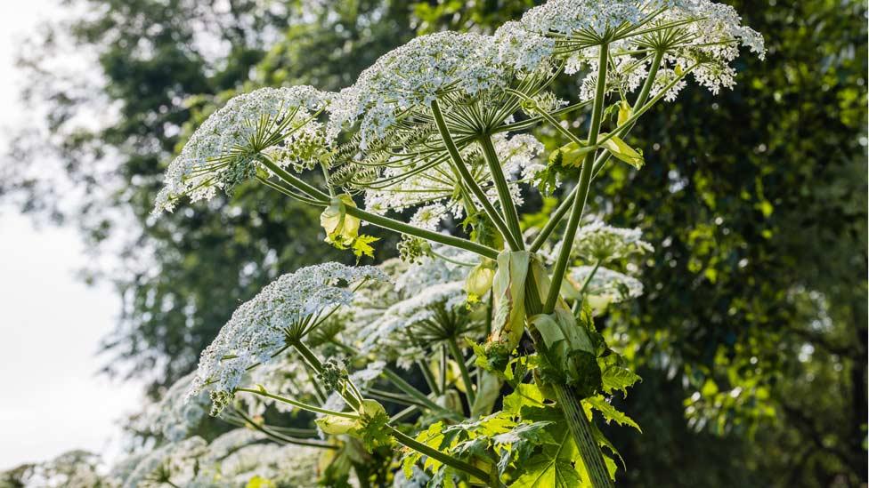 Giant hogweed