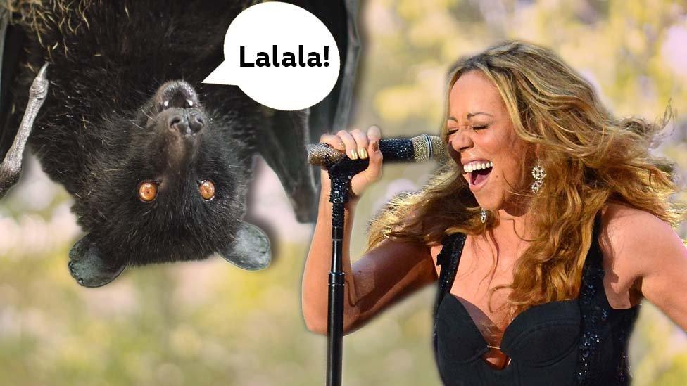 A bat and a Mariah Carey