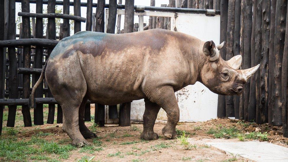 Rhino in enclosure