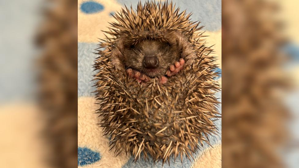 A baby hedgehog on a blanket