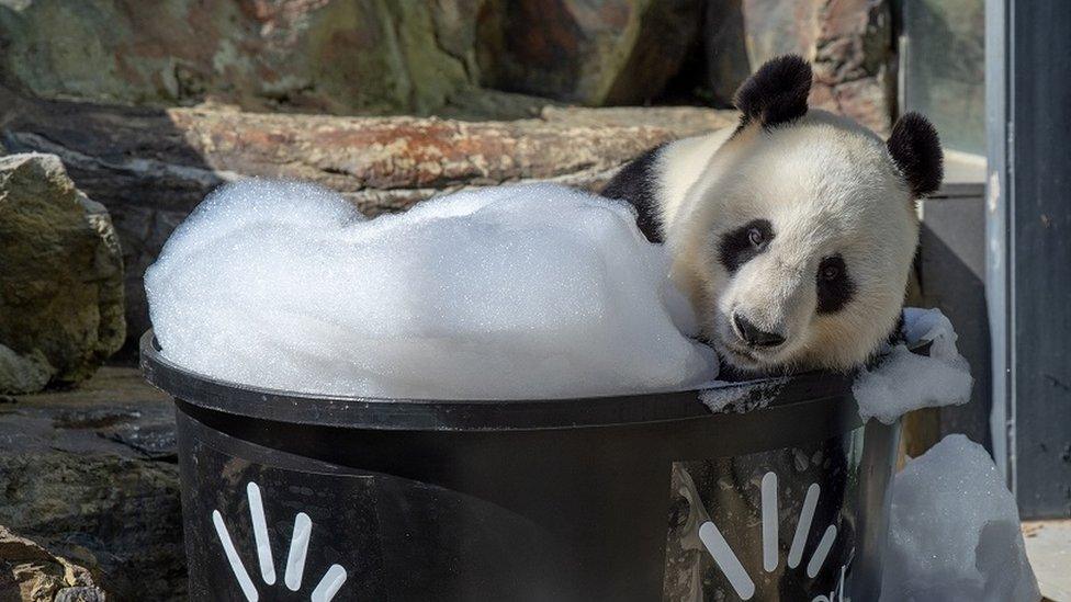 A panda lounges in a bubble bath at Adelaide Zoo