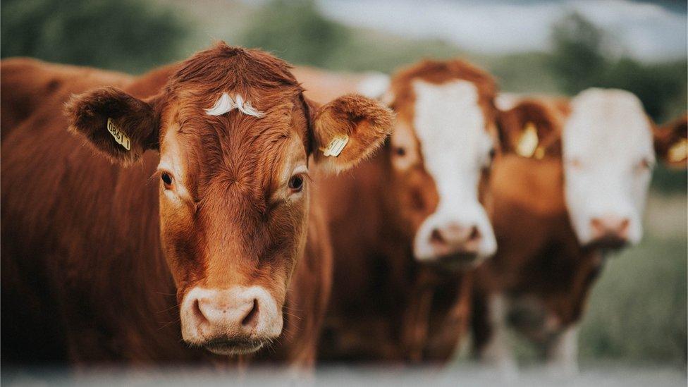 Close up of 3 cows in a field.