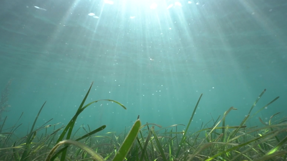 sun rays seen through sea water with long plants at bottom