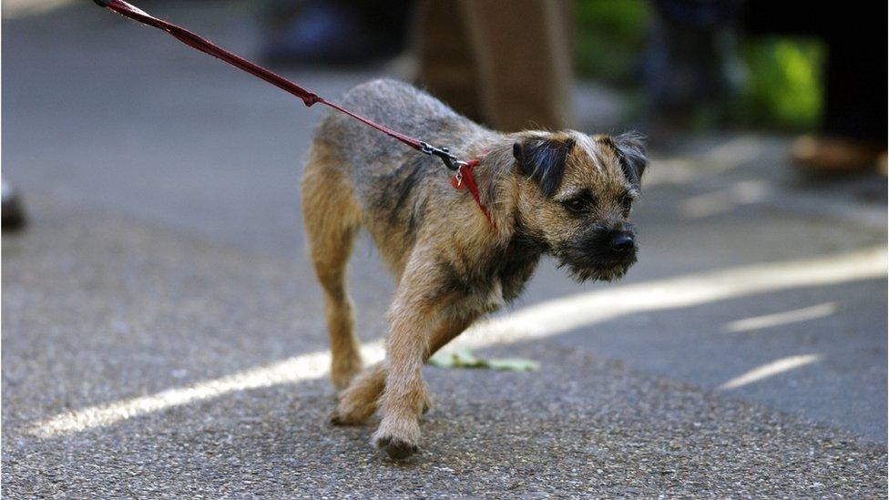 Dog on lead