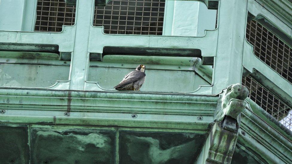 Peregrine falcon in Loughborough