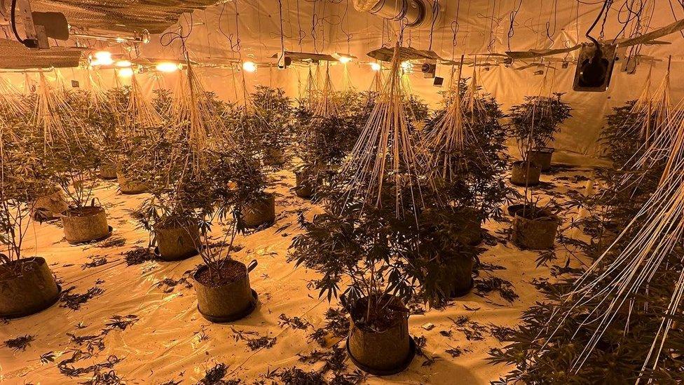 Cannabis farm