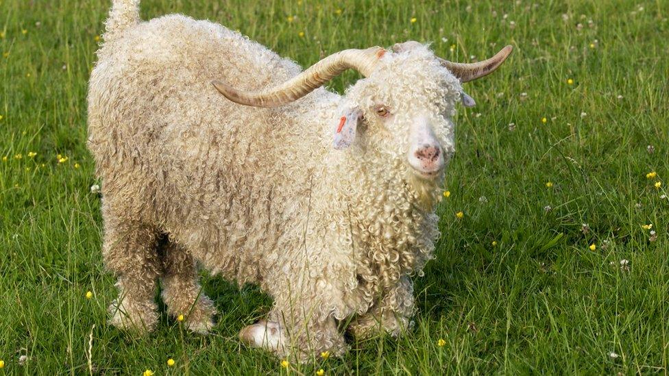 Angora goat