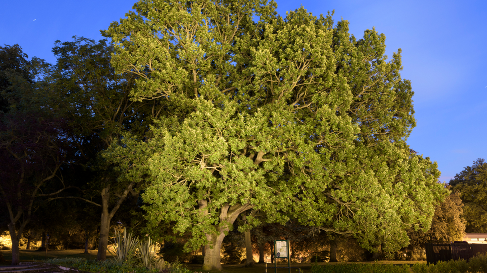 • The Carnegie Oak, Pittencrieff Park, Dunfermline