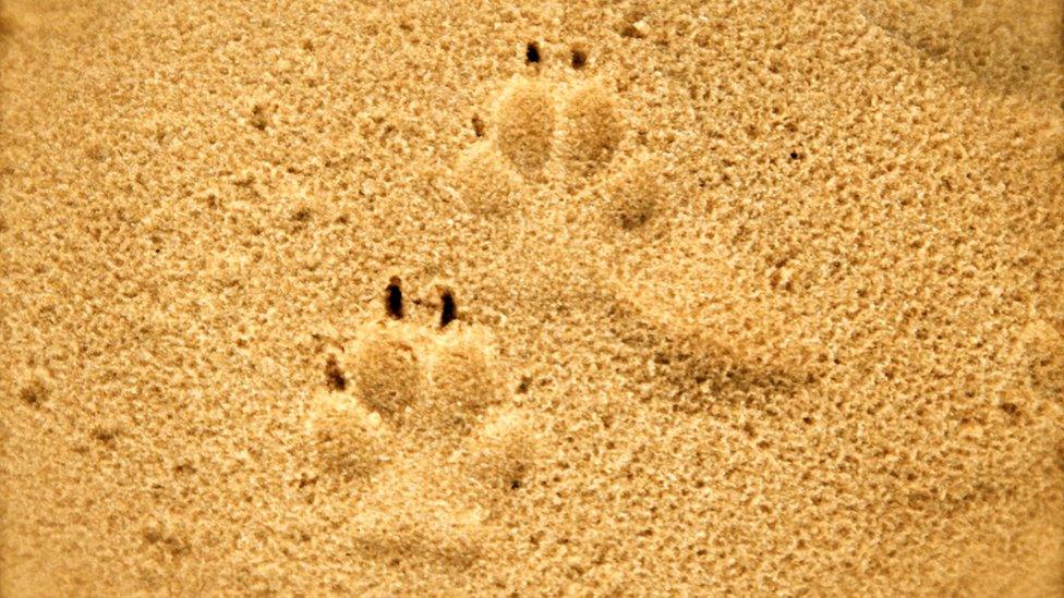 Paw print