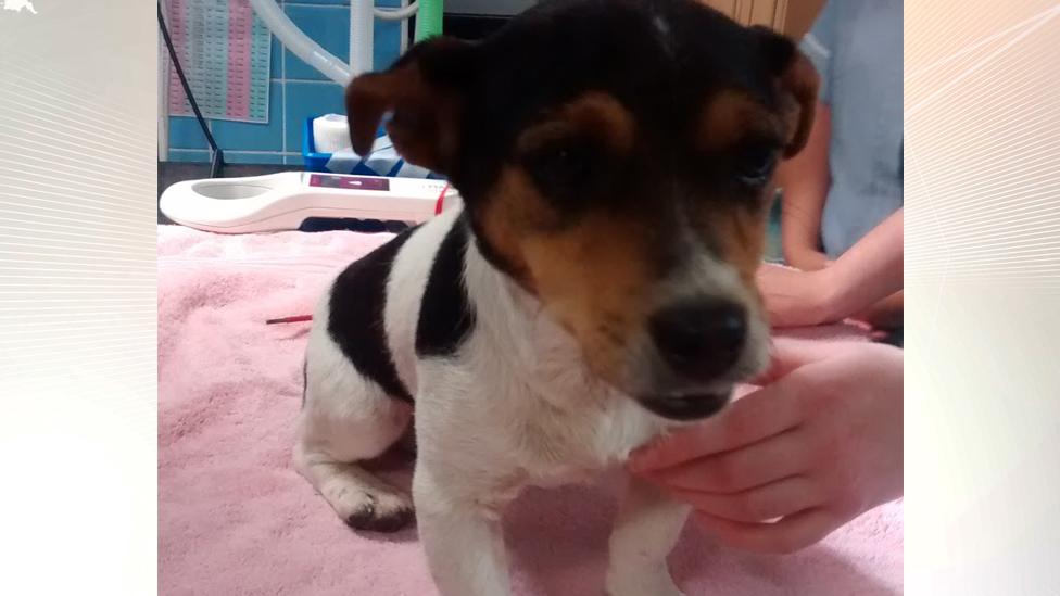 Jack Russell dog, thought to be between six and seven years old, has been nicknamed Tarmax.