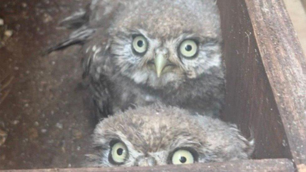 Two owls in a wooden box