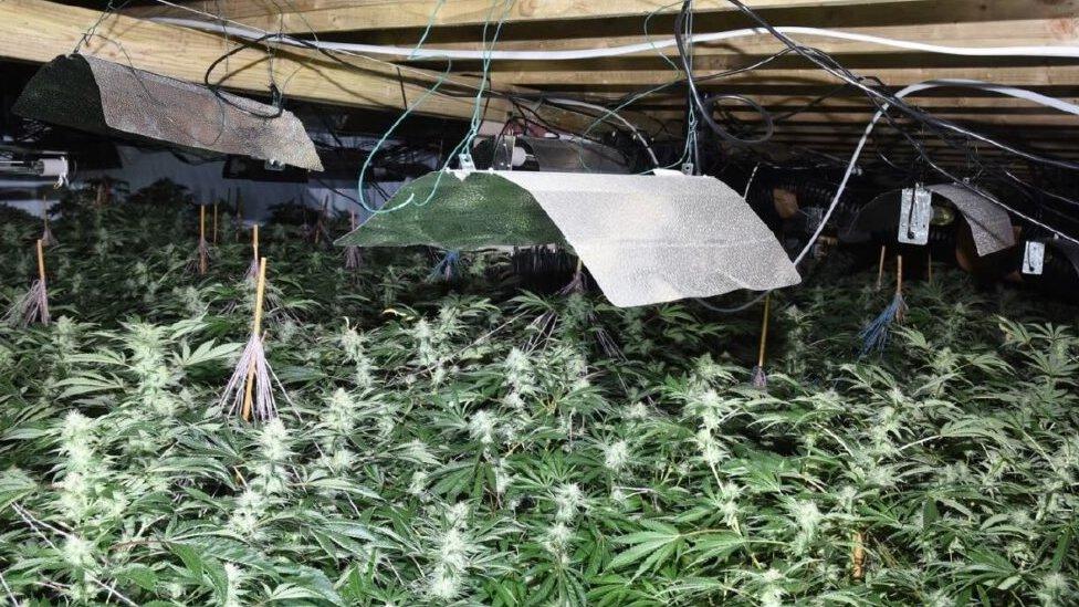 Cannabis factory in Nailsea