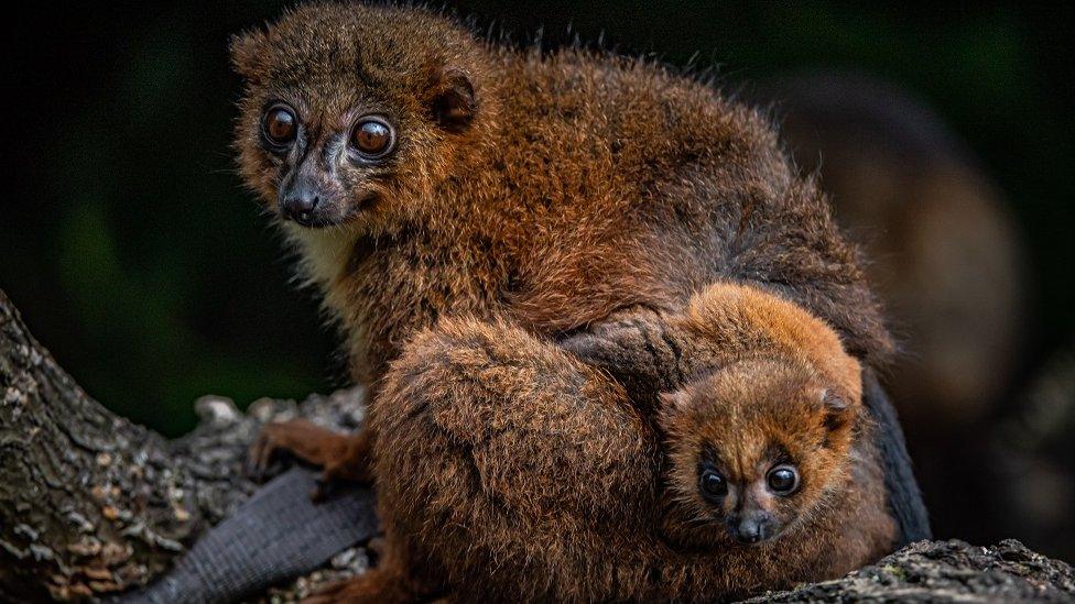 red bellied lemur